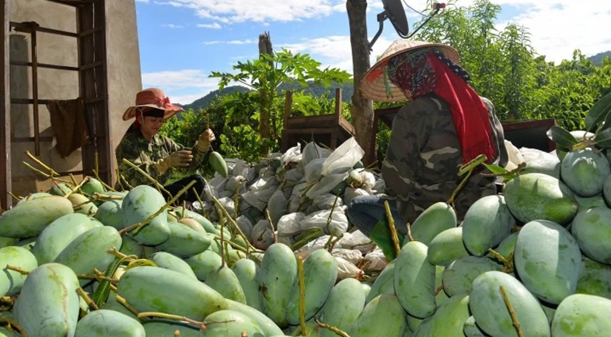 Chanh dây chờ được “mở cửa” vào thị trường Mỹ