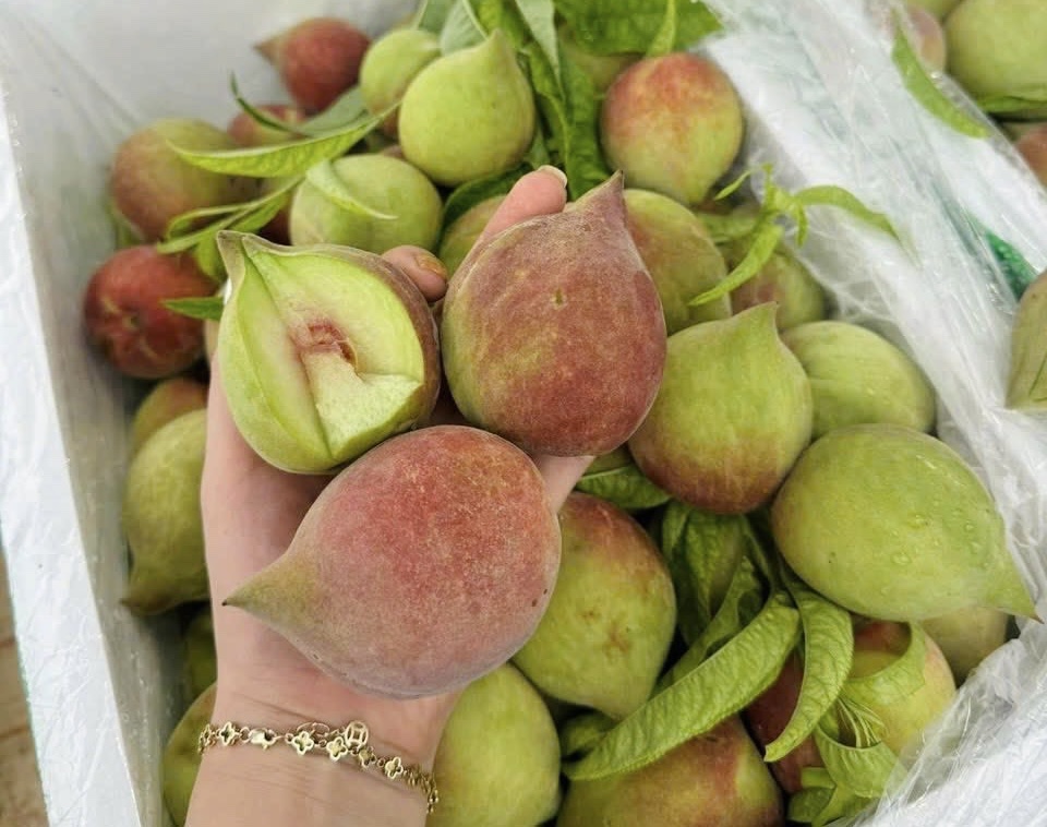 Đào mỏ quạ hút khách, giá cao vẫn 'cháy hàng'