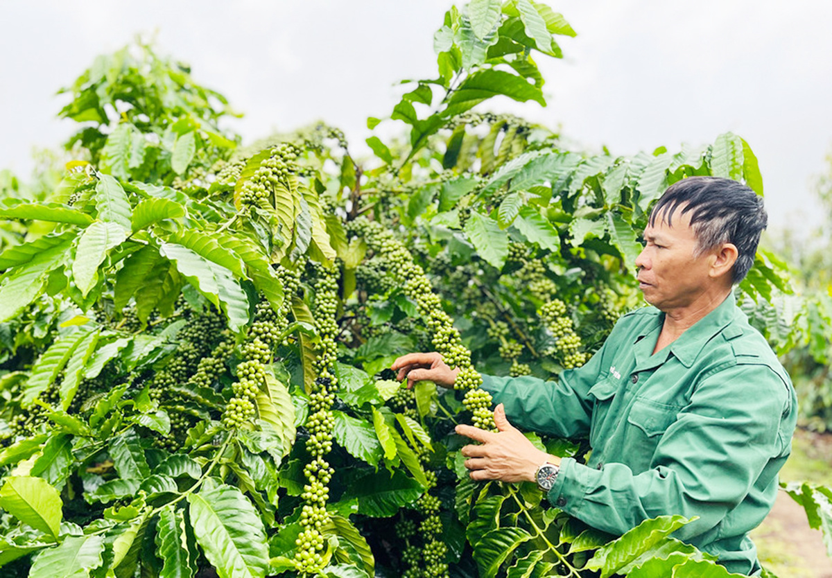 Nông nghiệp hữu cơ: Mũi nhọn mới trong công cuộc giảm nghèo ở Gia Lai