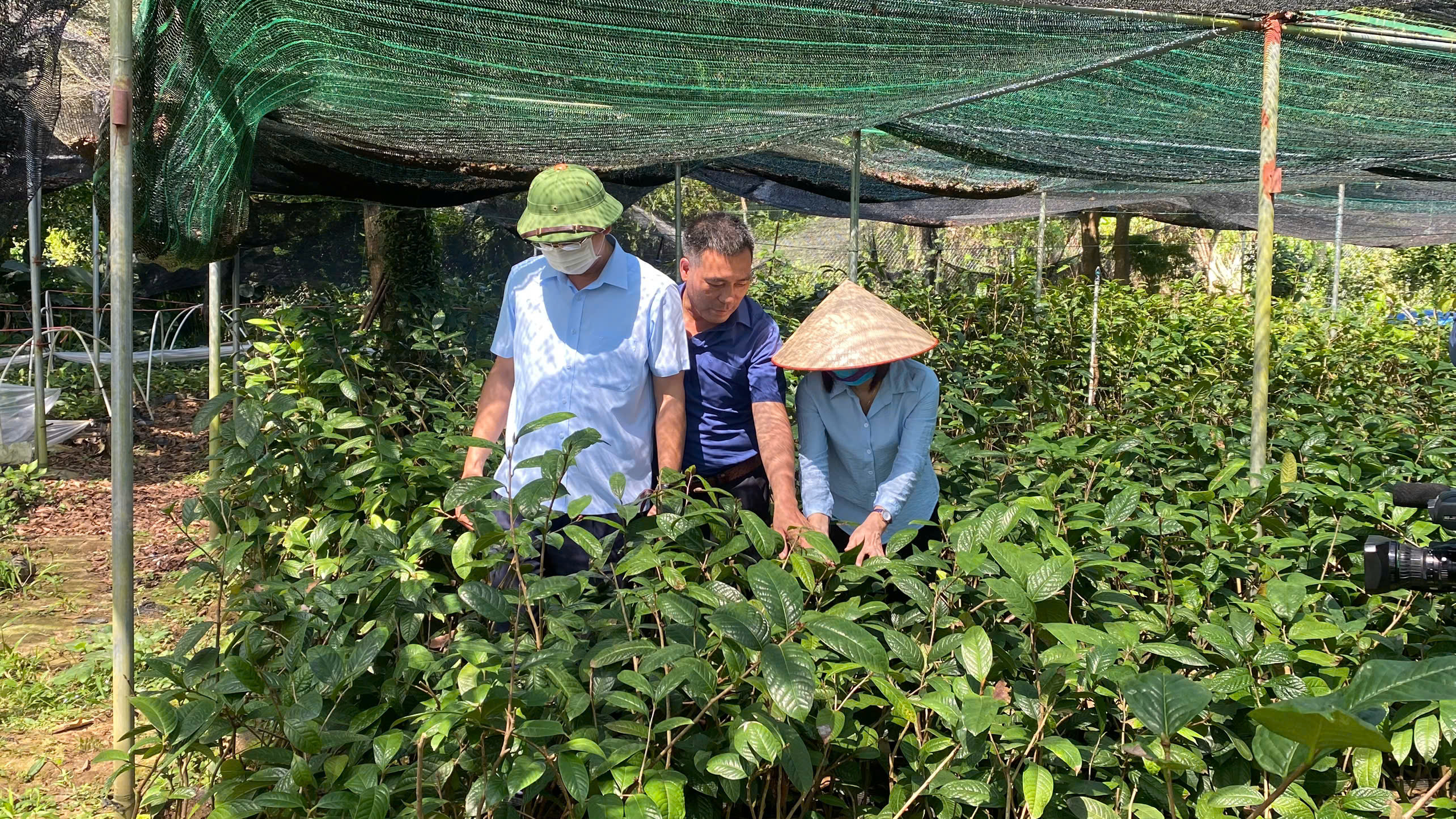 Trà hoa vàng: Sinh kế xanh giúp đồng bào thoát nghèo