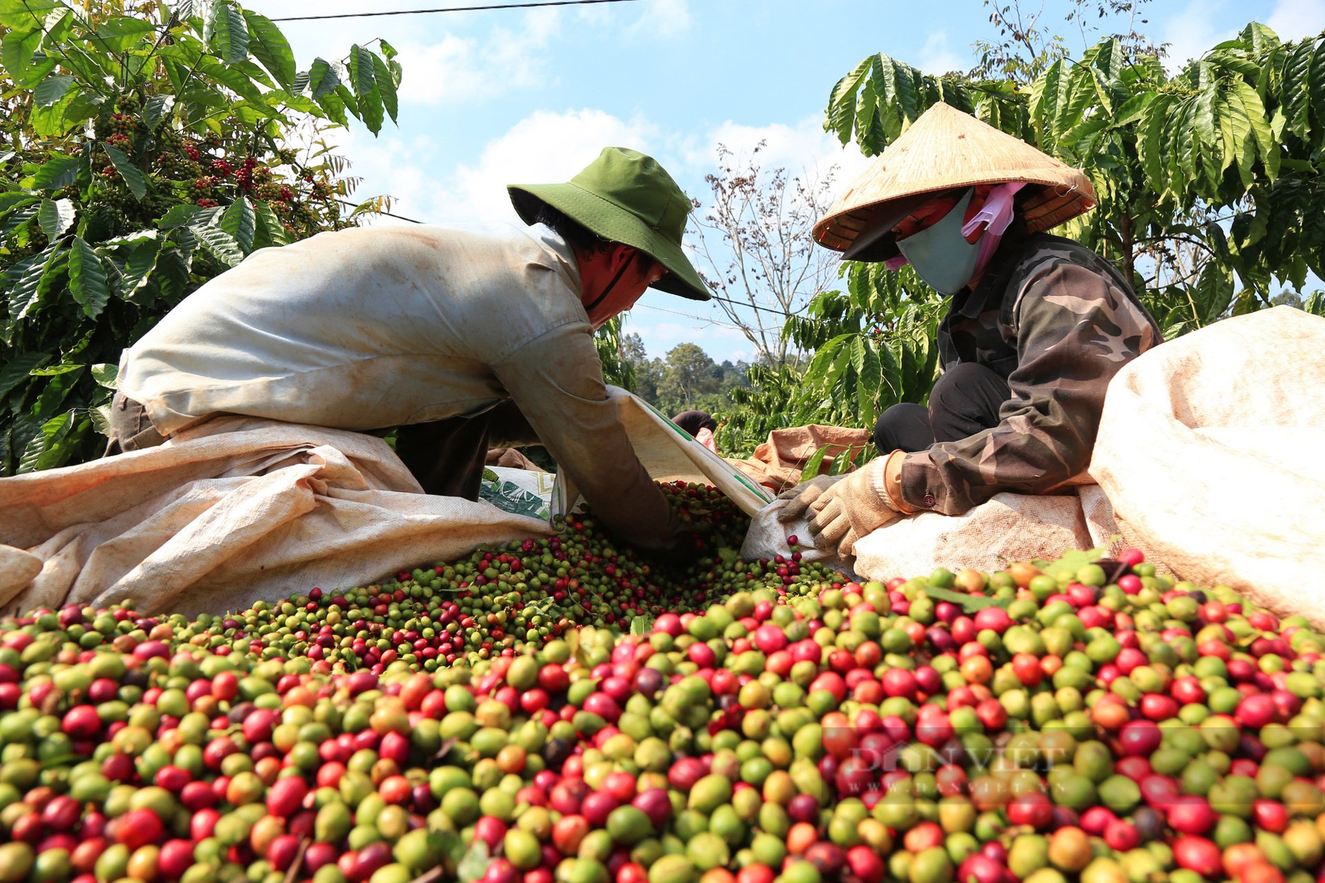 Nông sản, thủy sản Việt Nam đón cơ hội lớn tại thị trường Ai Cập
