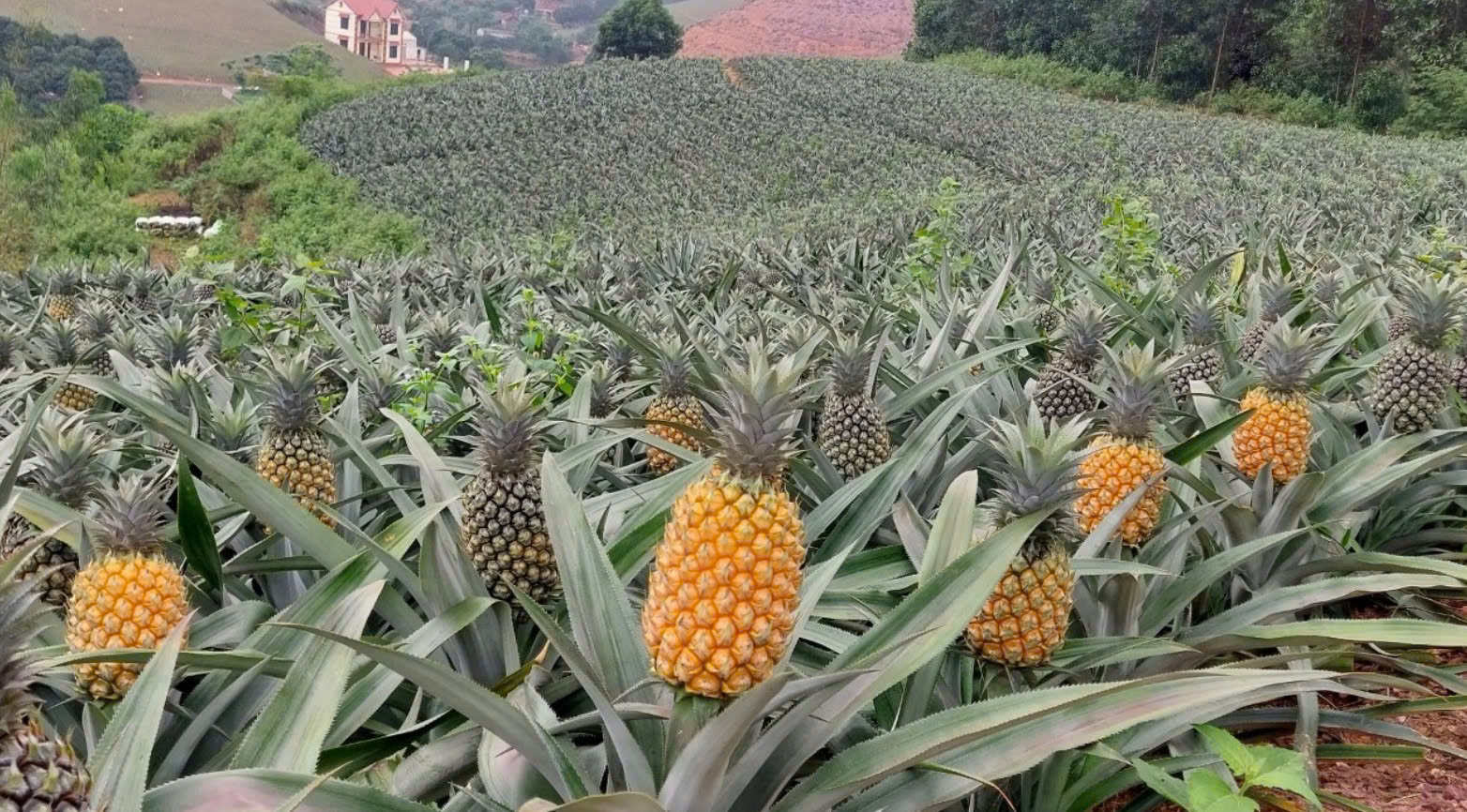 Dứa vàng Bắc Trung Bộ: “Trái ngọt” từ chuỗi liên kết bền vững