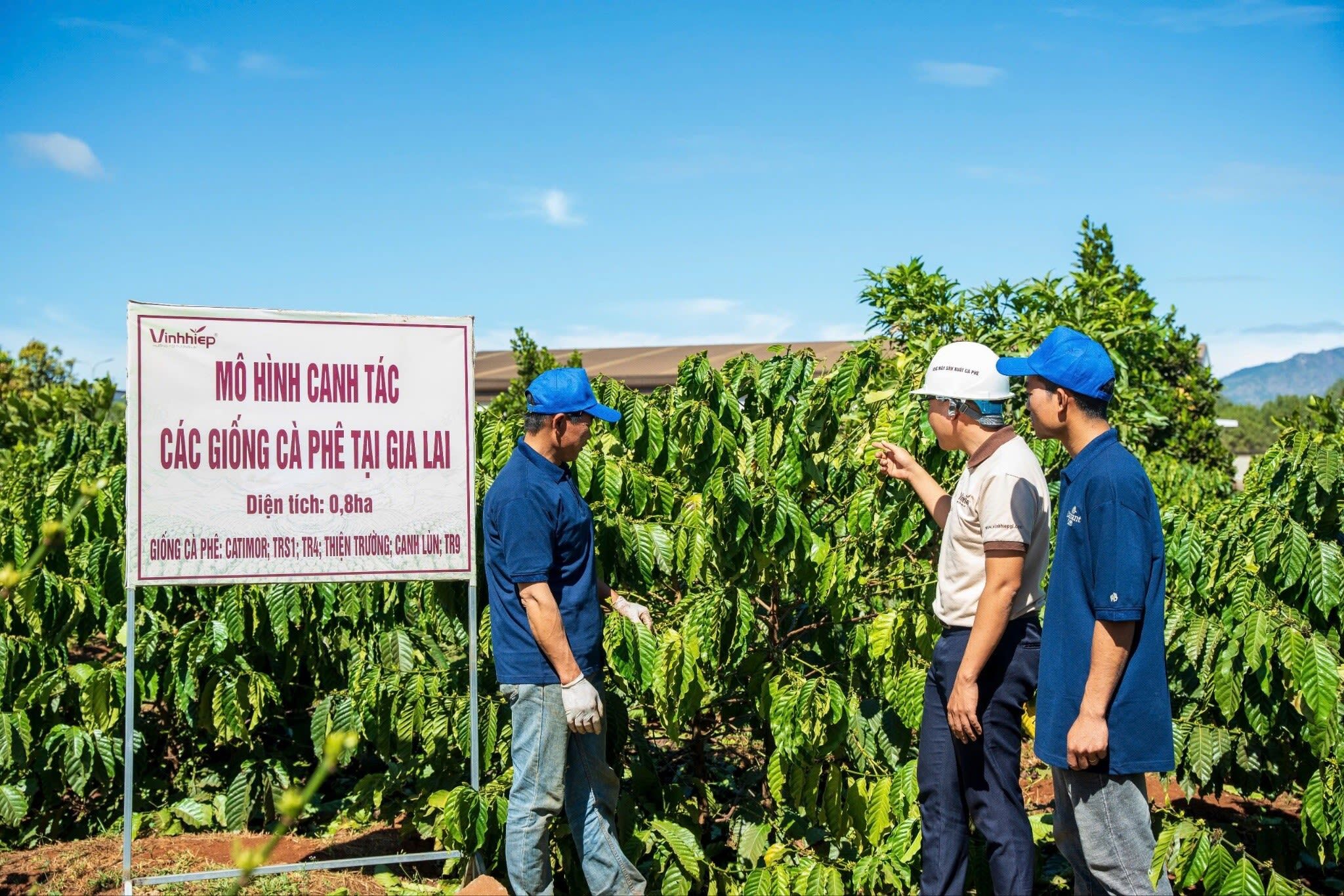 Liên kết bền chặt, nâng giá trị cây cà phê trên vùng đất đỏ bazan
