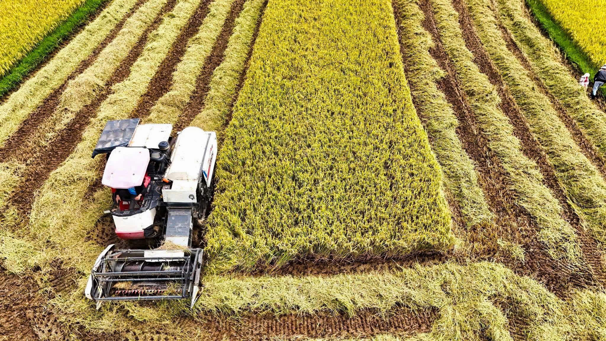 Quảng Ngãi: Xã Đăk Hà hướng đến hình thành vùng nông nghiệp công nghệ cao