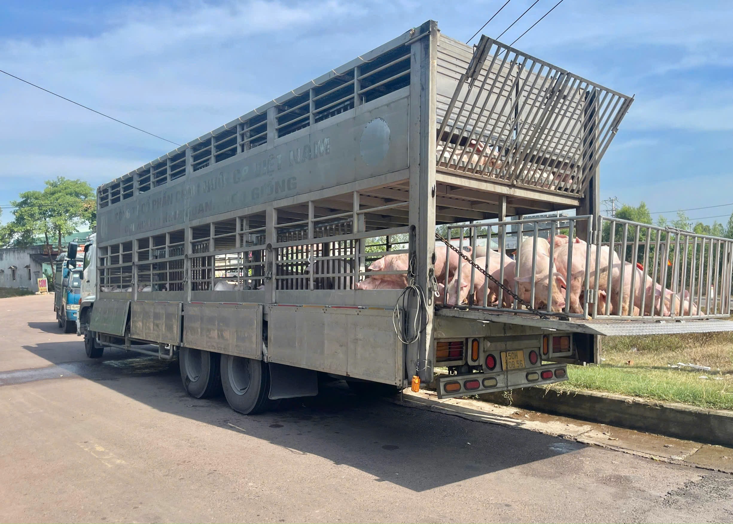 Gia Lai: Phát hiện 220 con heo nhiễm dịch tả lợn châu Phi