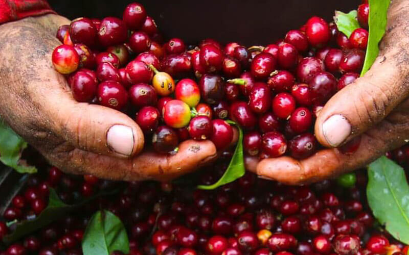 Giá cà phê Arabica giảm gần 1,8% về mức 6.468 USD/tấn