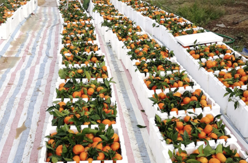 Thanh Hóa kết nối sản xuất - tiêu thụ, mở lối giảm nghèo bền vững 