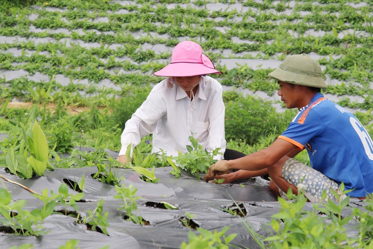 Lào Cai ‘khơi dòng’ tiêu thụ nông sản nhờ liên kết chuỗi