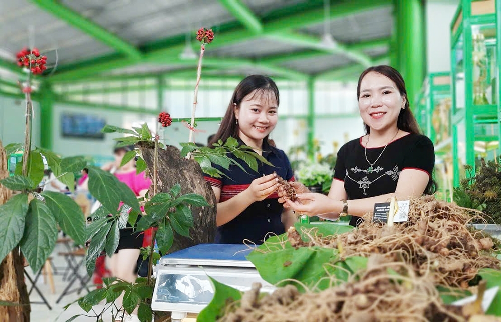 Dược liệu: Hướng mở sinh kế xanh cho dân tộc thiểu số miền núi