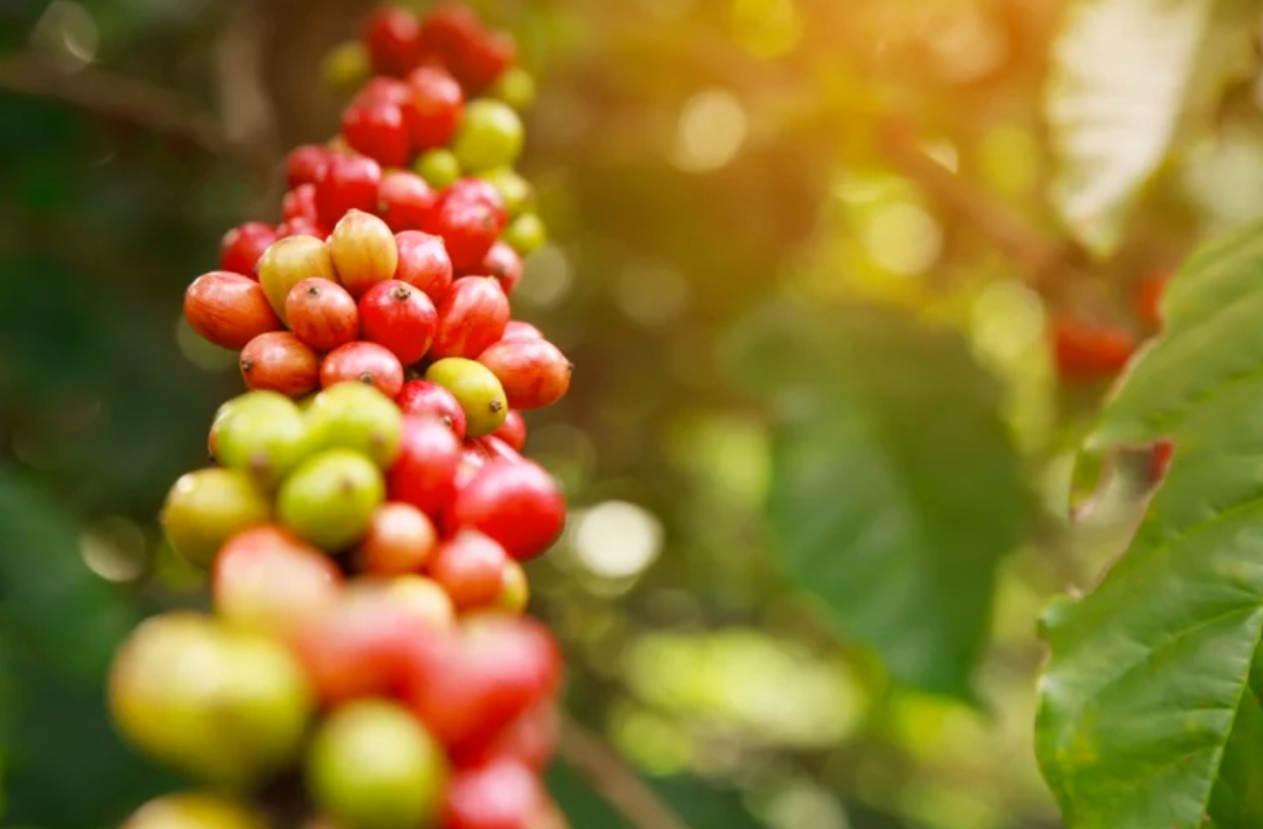 Cà phê Việt vươn tầm, giữ vững vị thế xuất khẩu hàng đầu