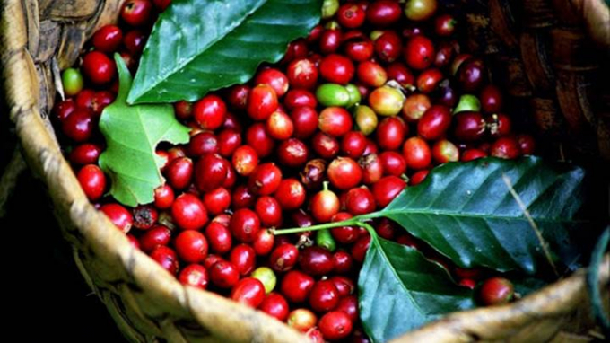 Giá cà phê thế giới bật mạnh, Arabica tăng gần 9% lên 6.819 USD/tấn