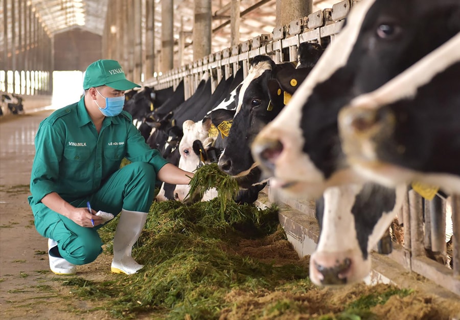 Hoàn thiện quy chuẩn: Bước tiến quan trọng để ngành sữa Việt Nam 'cất cánh'