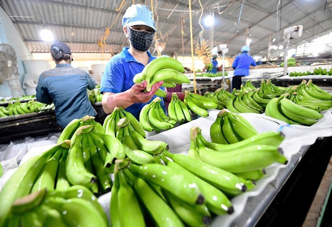 Chuối Việt Nam mở rộng thị phần nhờ chất lượng và giá cạnh tranh
