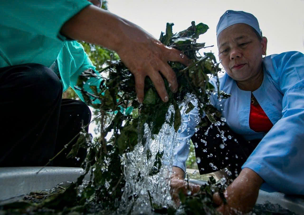 Phú Thọ: Chính sách mở lối, đồng bào dân tộc gieo mùa xanh
