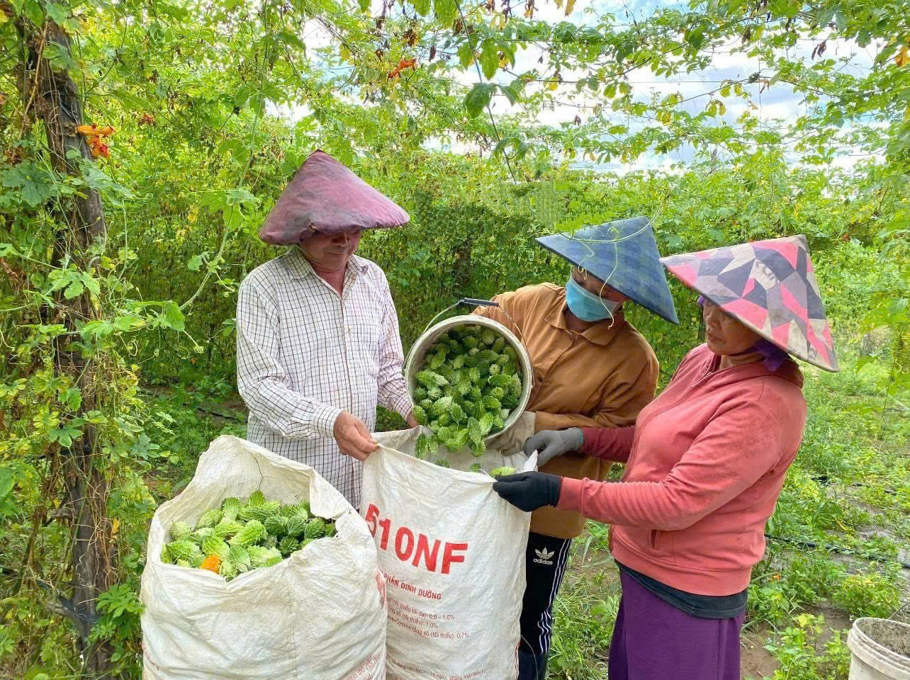 Quảng Ngãi: Đồng bào dân tộc Xơ Đăng làm giàu từ lợi thế địa phương