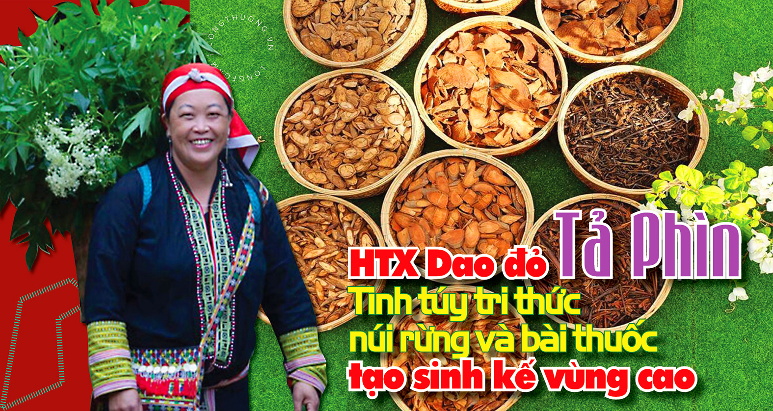 Longform | Tinh túy từ núi rừng và bài thuốc tạo sinh kế vùng cao