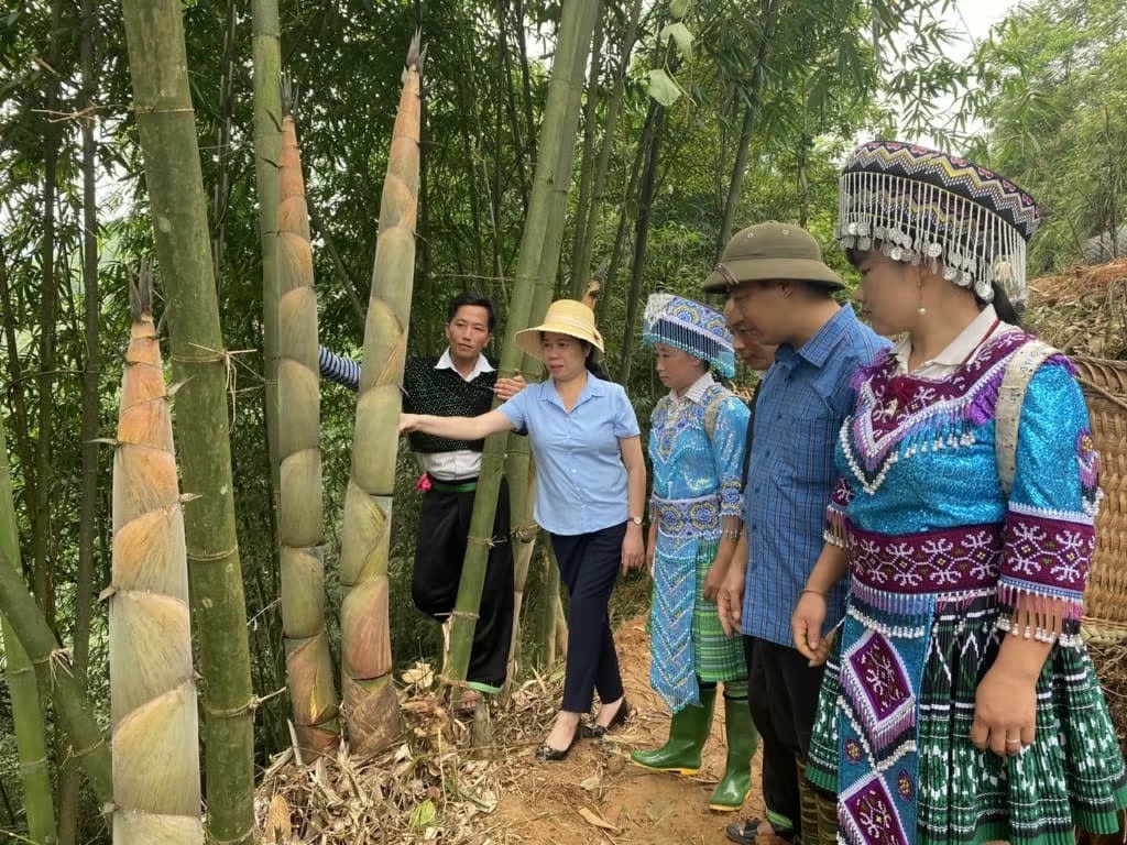 Người Mông Lào Cai viết chuyện giảm nghèo từ gốc tre Bát độ