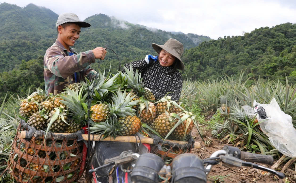 Niềm tin xanh trên những đồi dứa vùng biên