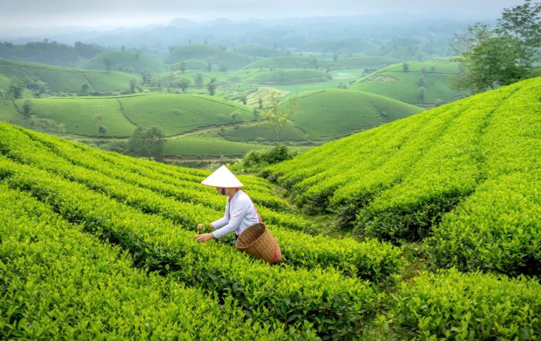 Sa Pa: Kể câu chuyện văn hóa để nâng tầm nông sản gắn du lịch bền vững