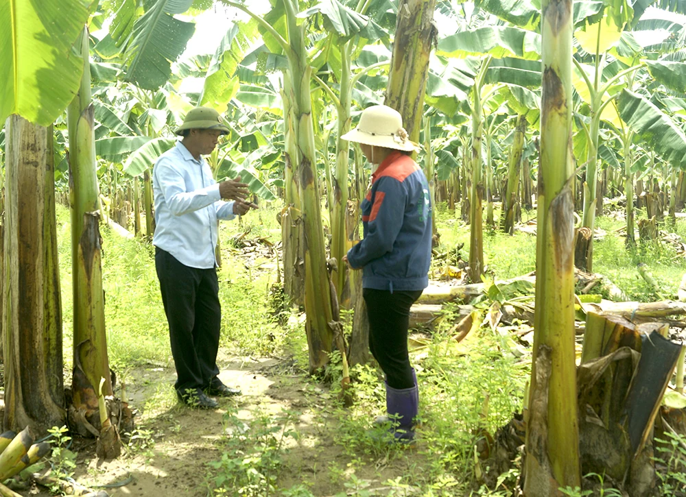 Hoàng Cương-Phú Thọ: Hỗ trợ người dân làm giàu trên mảnh đất quê hương
