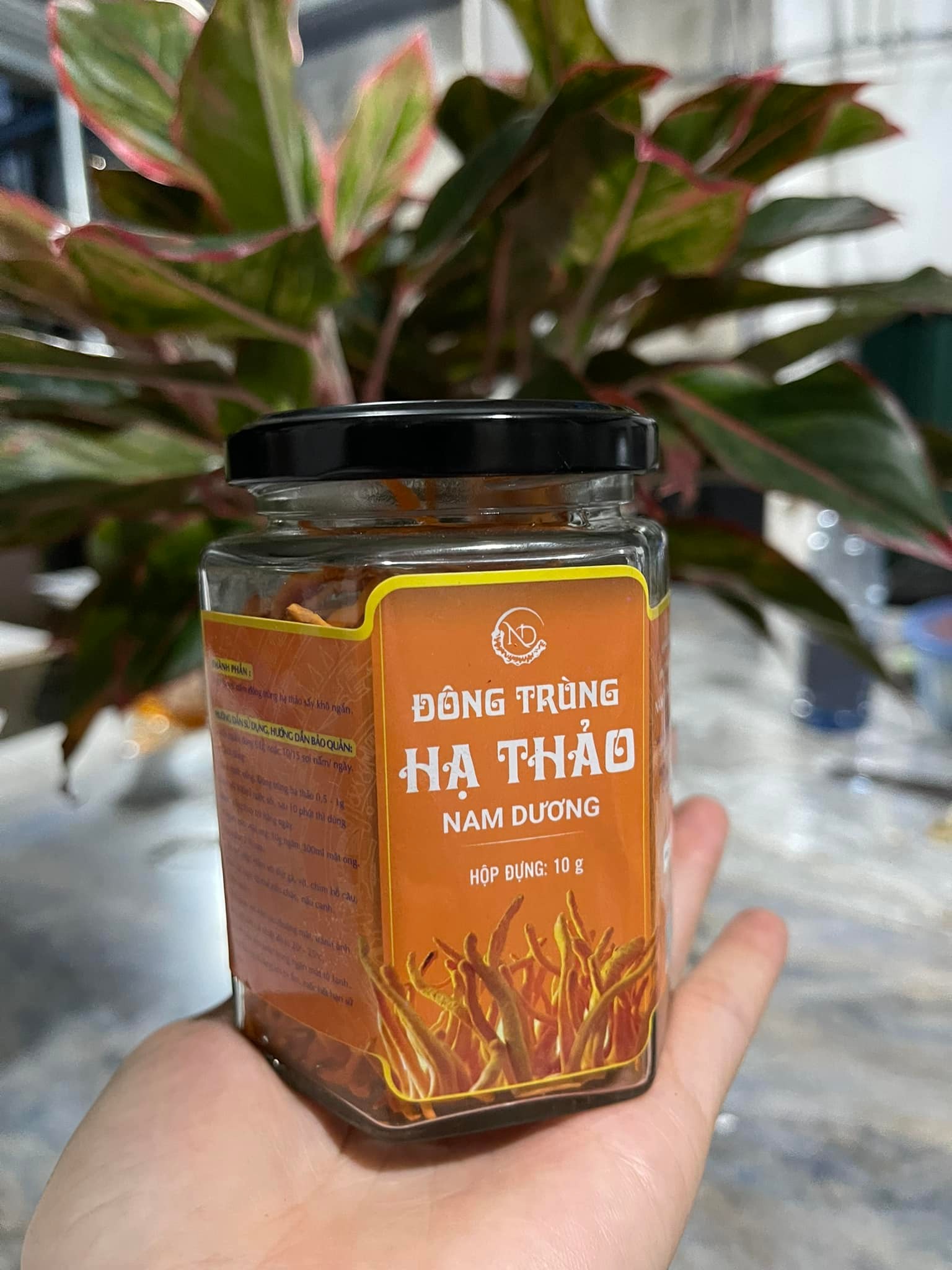 Phú Thọ: Người dân tộc miền núi làm giàu từ nấm đông trùng