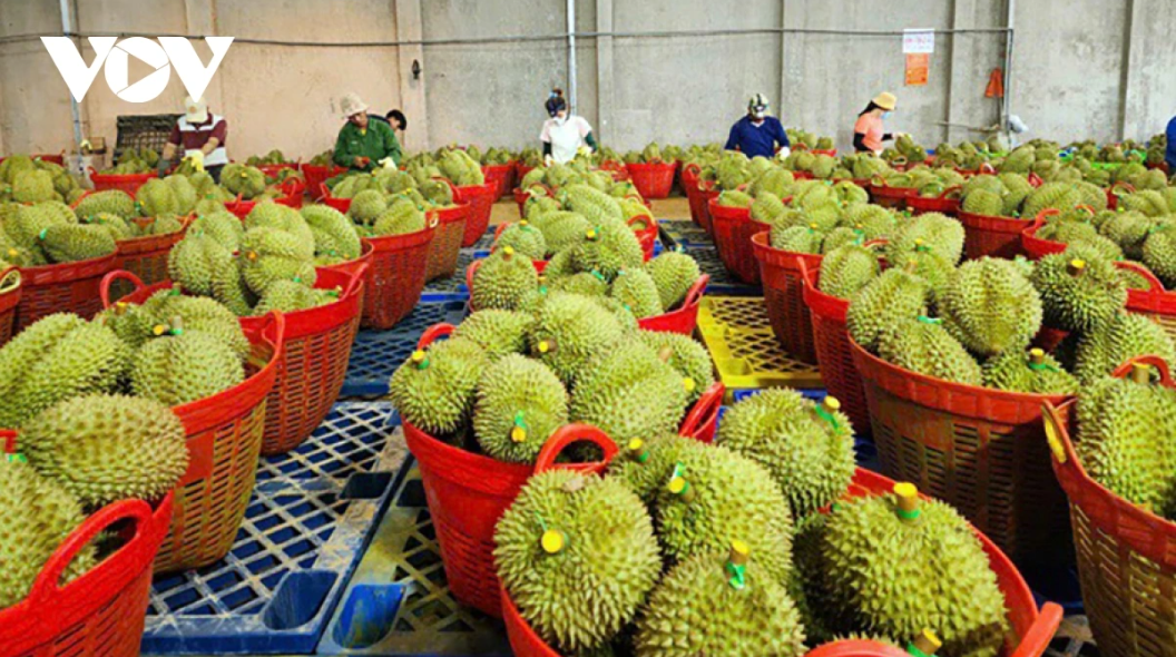 Tin Công Thương 14/8: Xuất khẩu rau quả Việt Nam tăng trưởng
