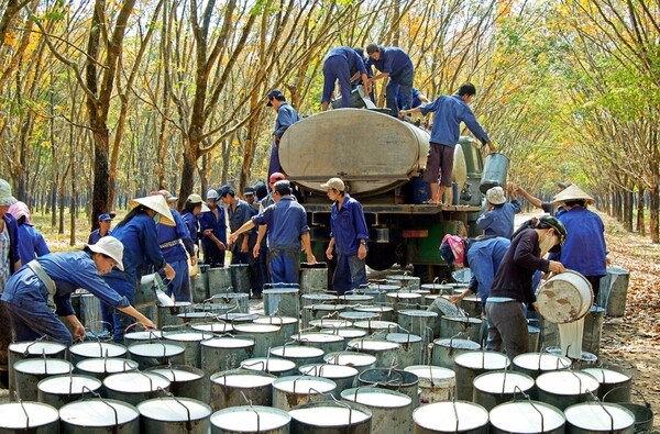 Xuất khẩu cao su của Việt Nam vào Hoa Kỳ tăng mạnh cả lượng và giá