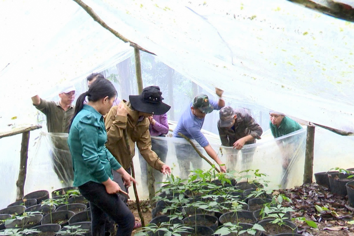 Quảng Ngãi: Hình thành vùng chuyên canh cây công nghiệp, tạo sinh kế bền vững