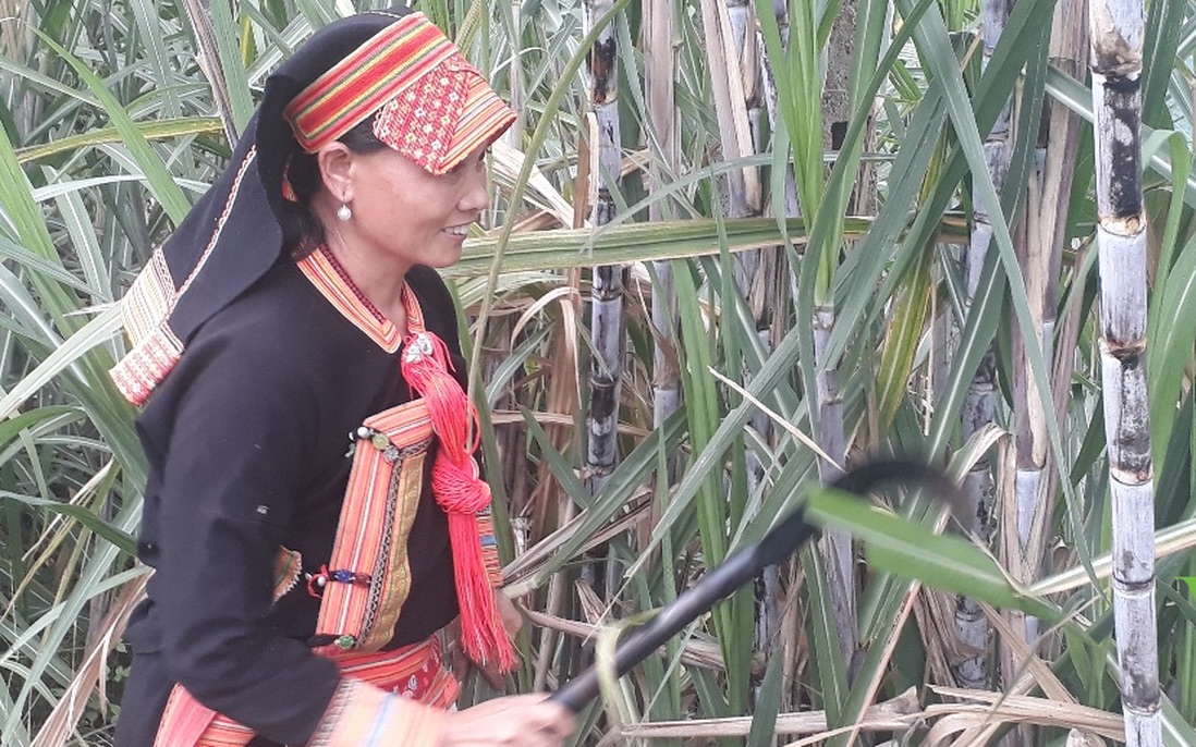 Liên kết trồng mía, đồng bào dân tộc thiểu số đón vụ mùa hy vọng