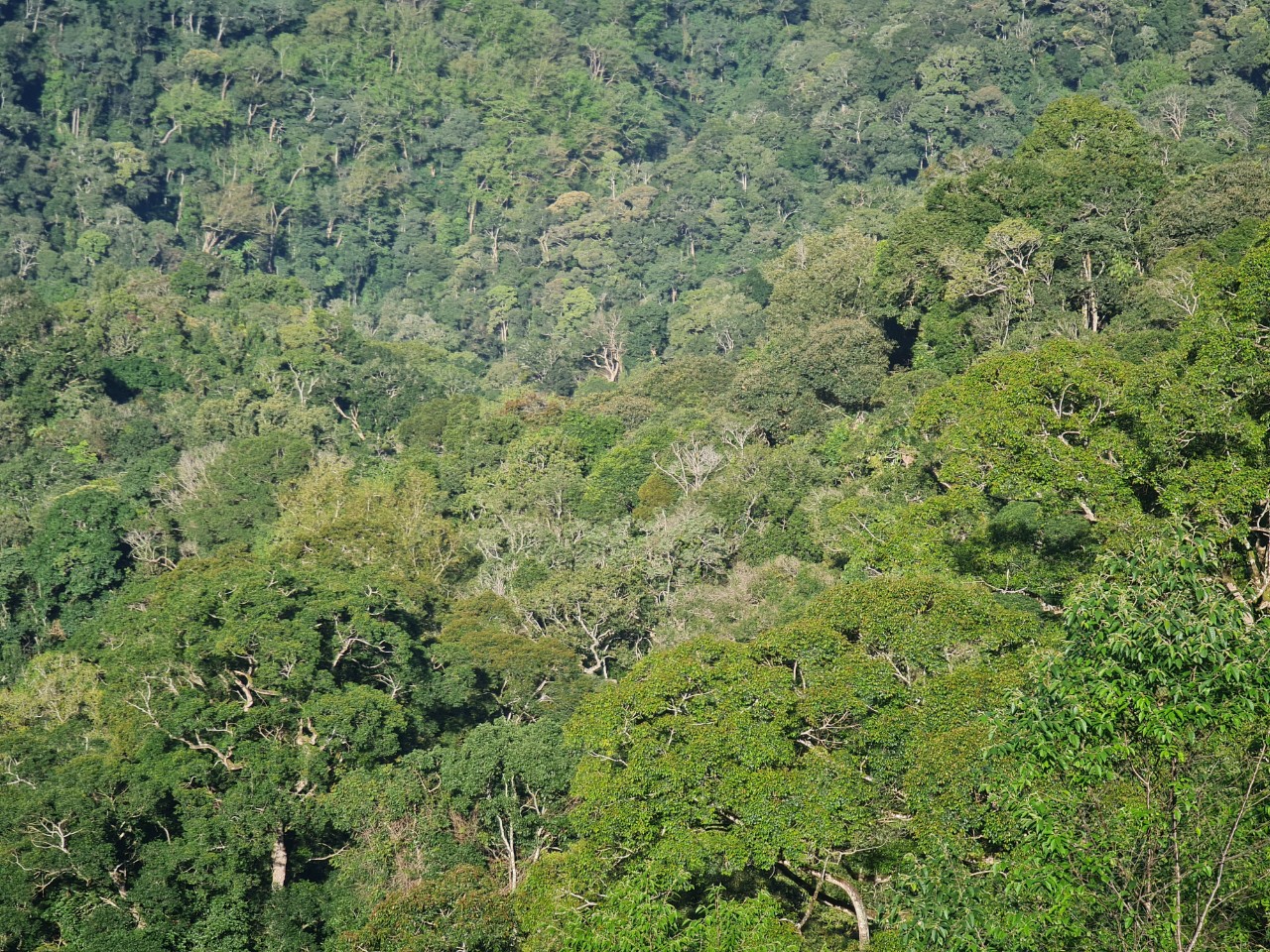 Chuỗi giá trị nông sản–chìa khóa nâng sinh kế đồng bào dân tộc Gia Lai