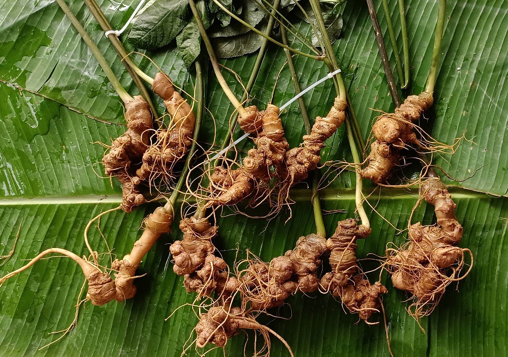 Sâm Lai Châu, hướng đi mới cho giảm nghèo bền vững