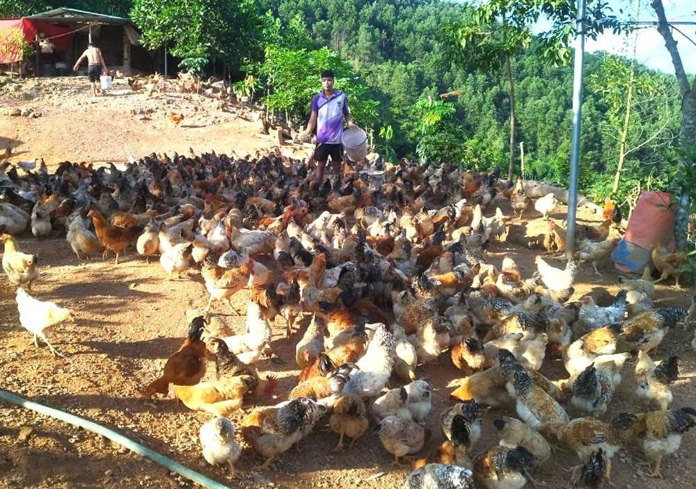 Những nương chè đánh thức sinh kế mới cho đồng bào dân tộc miền núi