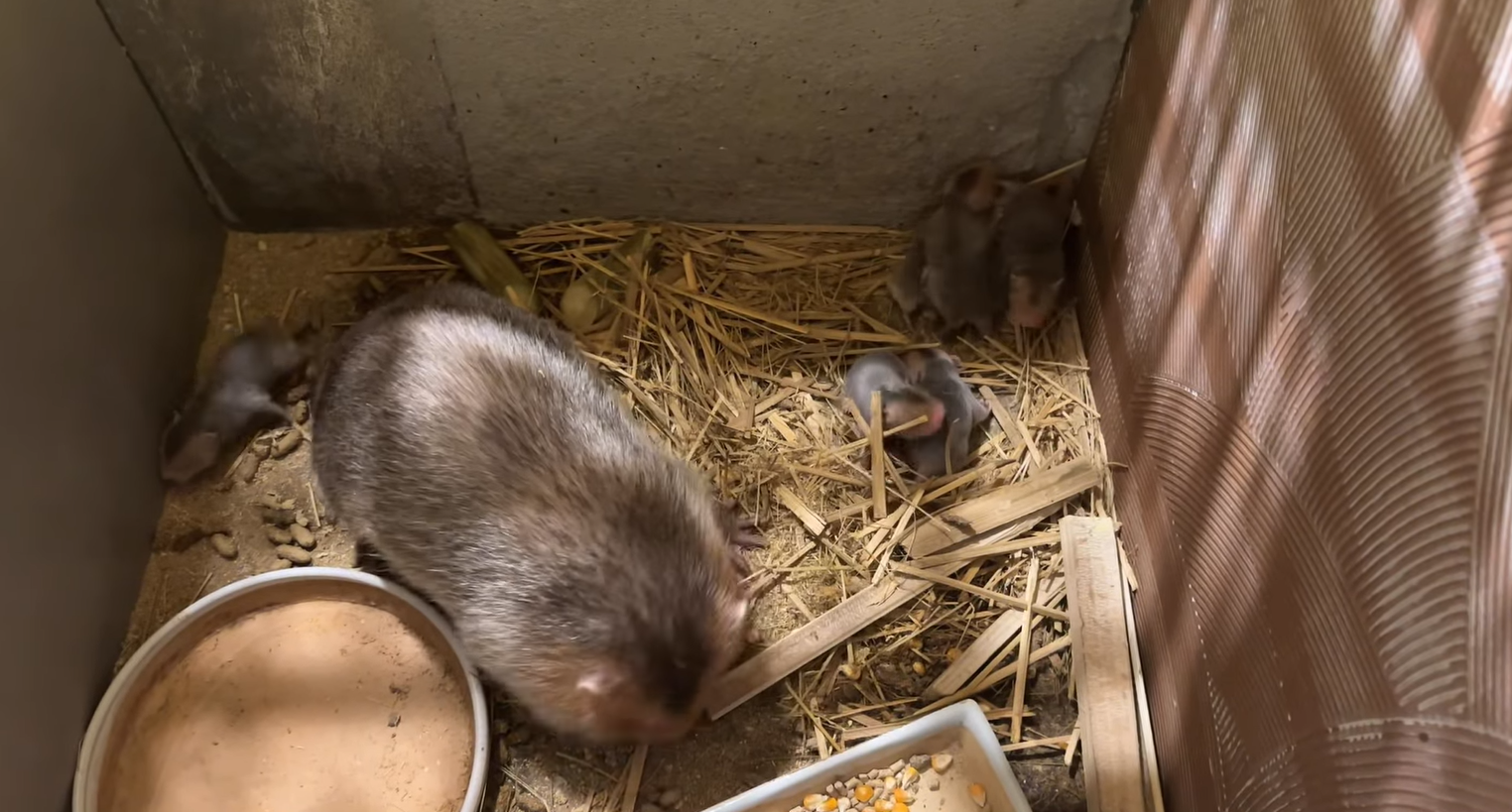 Mô hình nuôi dúi mở lối giúp nông dân miền núi thoát nghèo bền vững