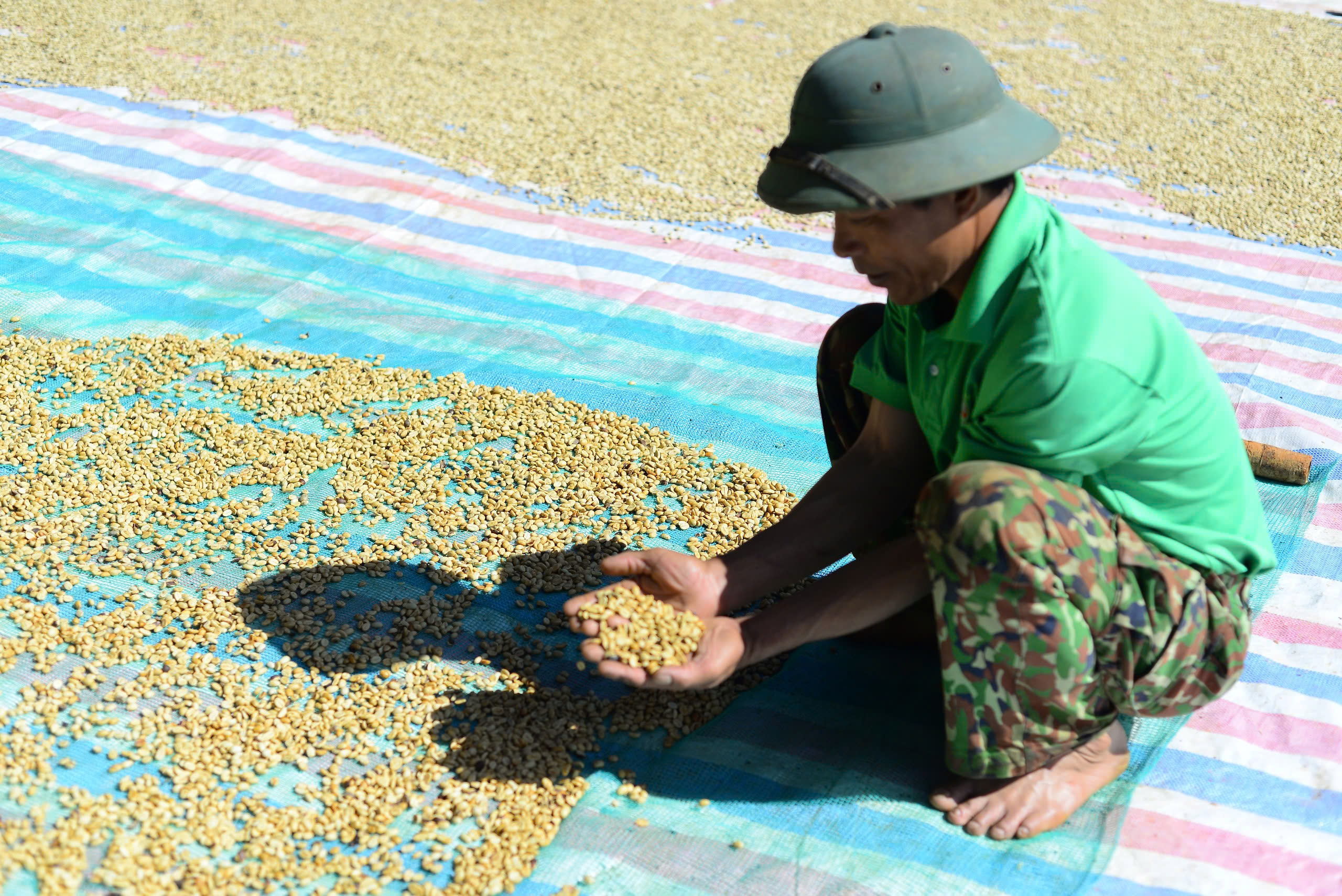 Giá cà phê hôm nay 21/8/2025: Trong nước tăng mạnh, vượt mốc 121.000 đồng/kg