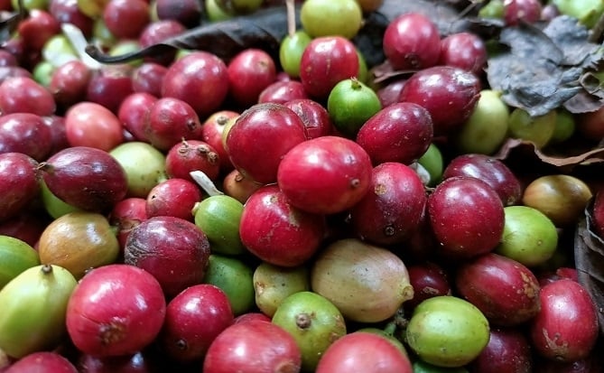 Giá cà phê Arabica tăng hơn 4,1% lên 8.272 USD/tấn
