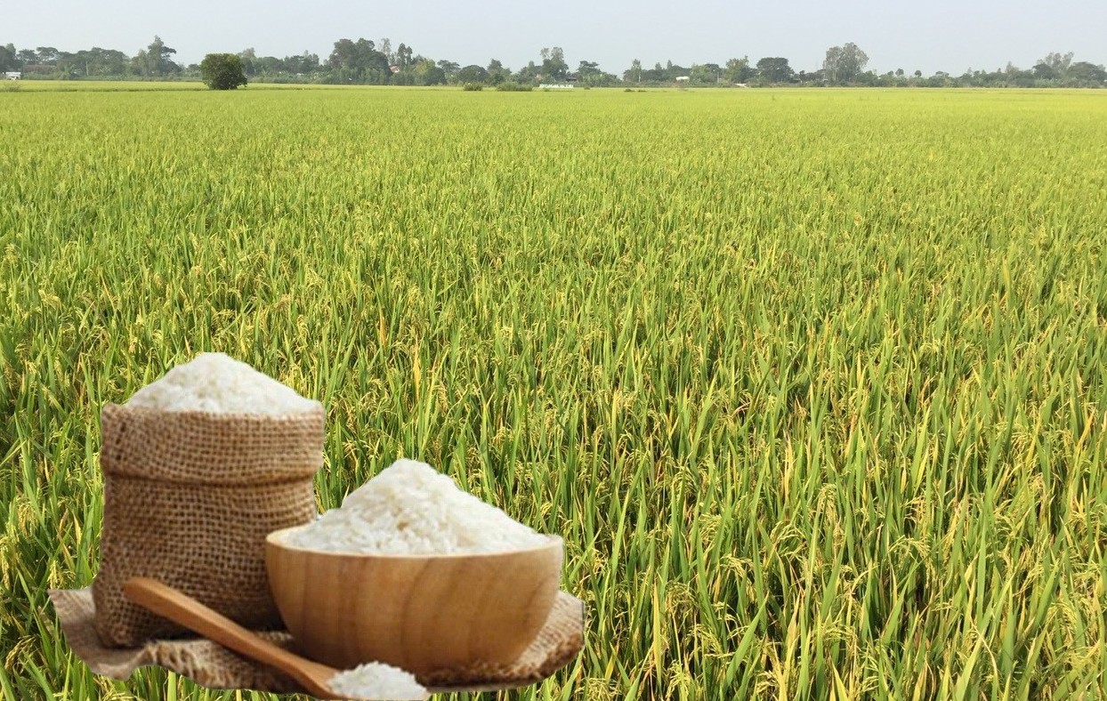 Giá lúa gạo hôm nay ngày 22/8: Gạo đi ngang, lúa tươi chững giá