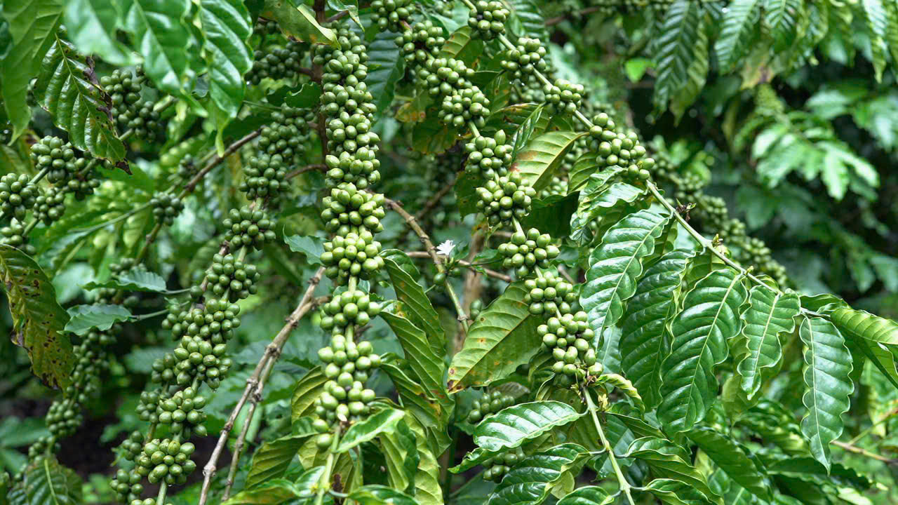 Giá cà phê hôm nay 23/8/2025: Tăng gần 6.000 đồng/kg so với đầu tuần