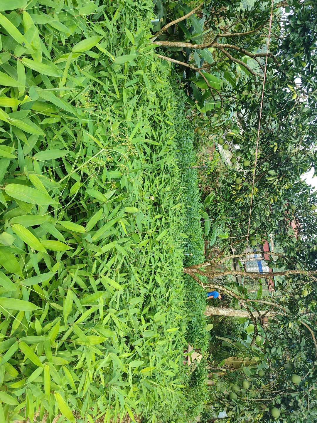 Cây giang lấy lá - mạch sống mới của vùng cao Đông Bắc Bộ