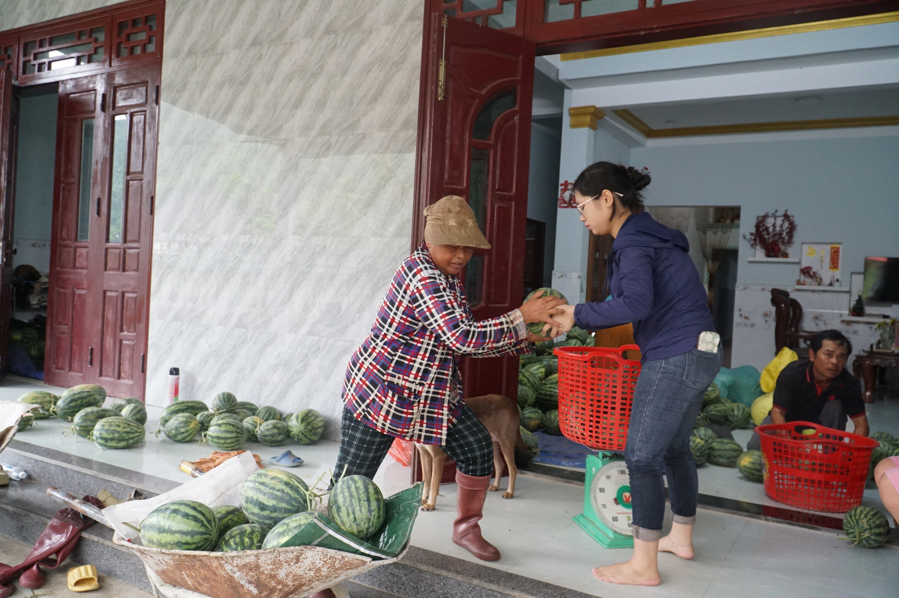 Đà Nẵng: Tiêu thụ hơn 25 tấn dưa Trường Định 'chạy bão' 