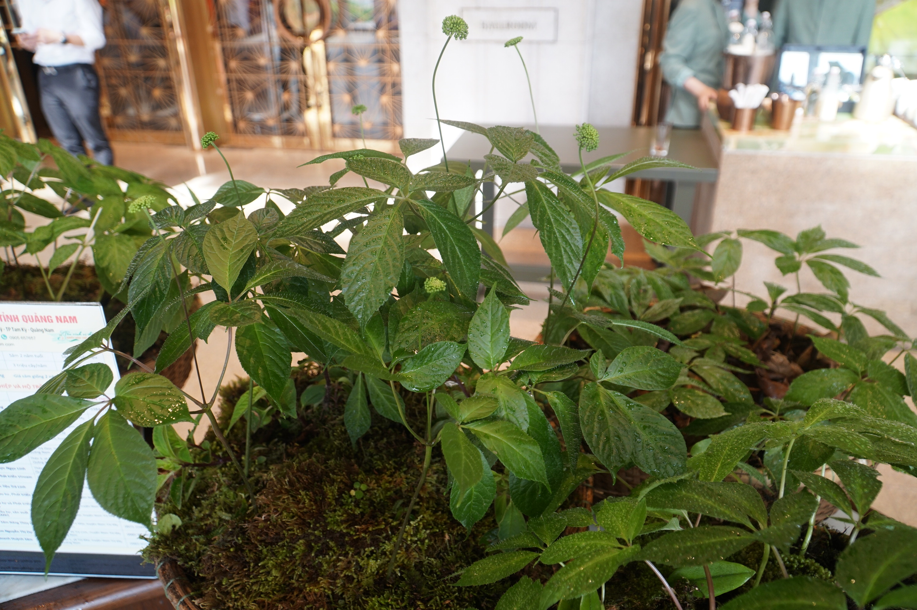 Tăng cường sự tham gia của đồng bào Xơ Đăng trong chuỗi liên kết sâm Ngọc Linh