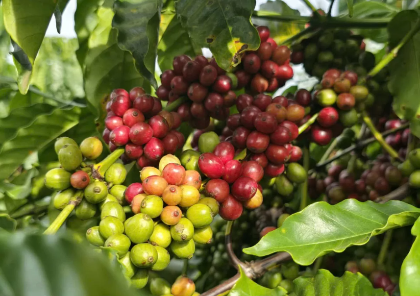 Cà phê Việt trước cơ hội thâm nhập thị trường Nhật Bản