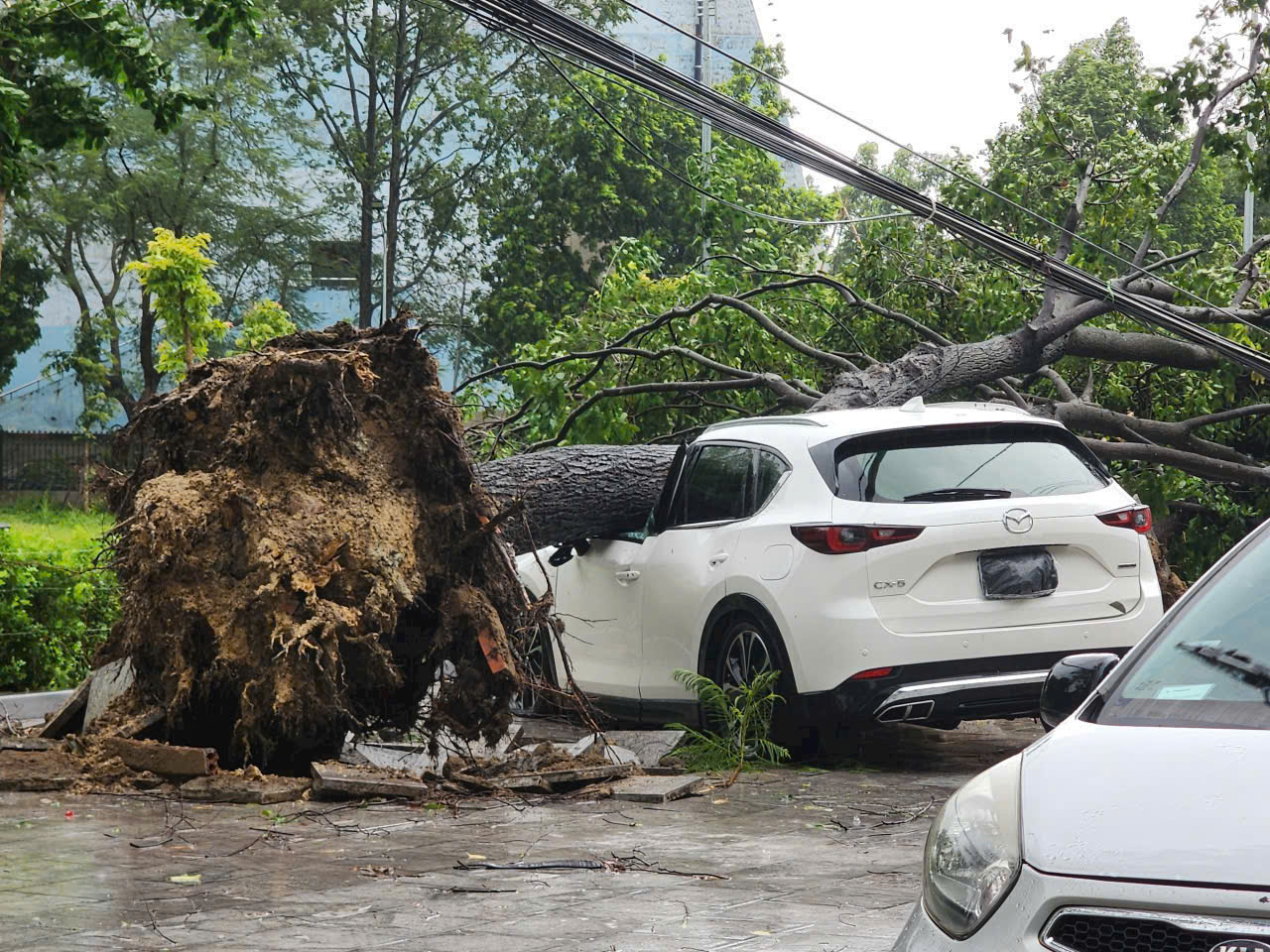Thanh Hóa: Thống kê thiệt hại ban dầu do bão số 5 gây ra
