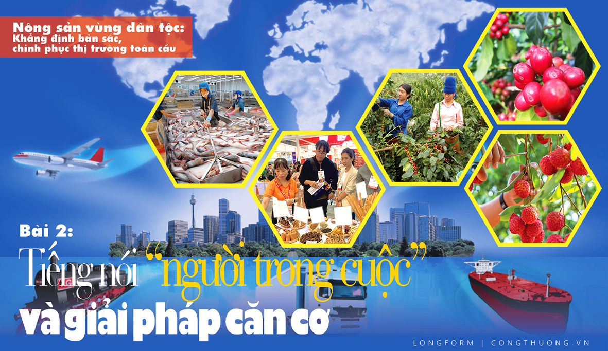 Longform | Nông sản vùng dân tộc: Khẳng định bản sắc, chinh phục thị trường toàn cầu: Bài 2