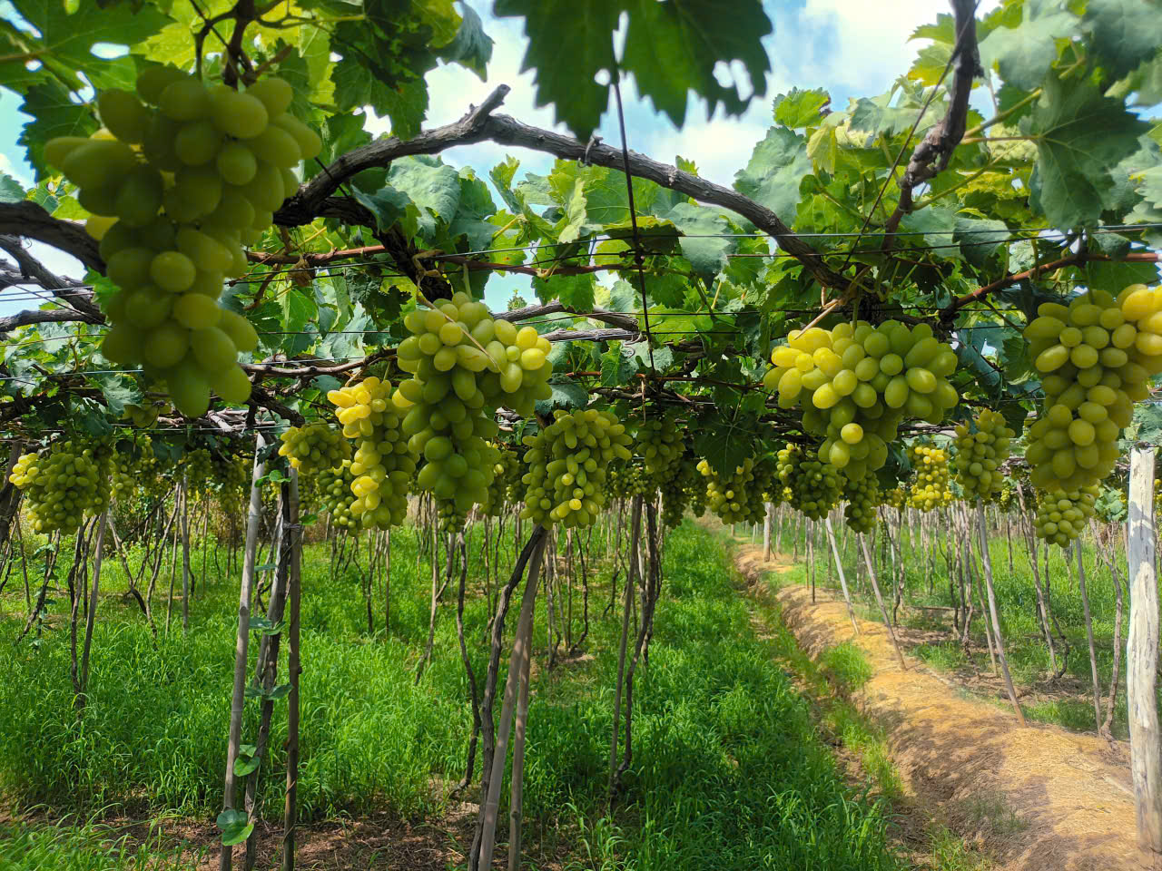 Khi người Việt chọn sống xanh, OCOP cũng cần thay đổi