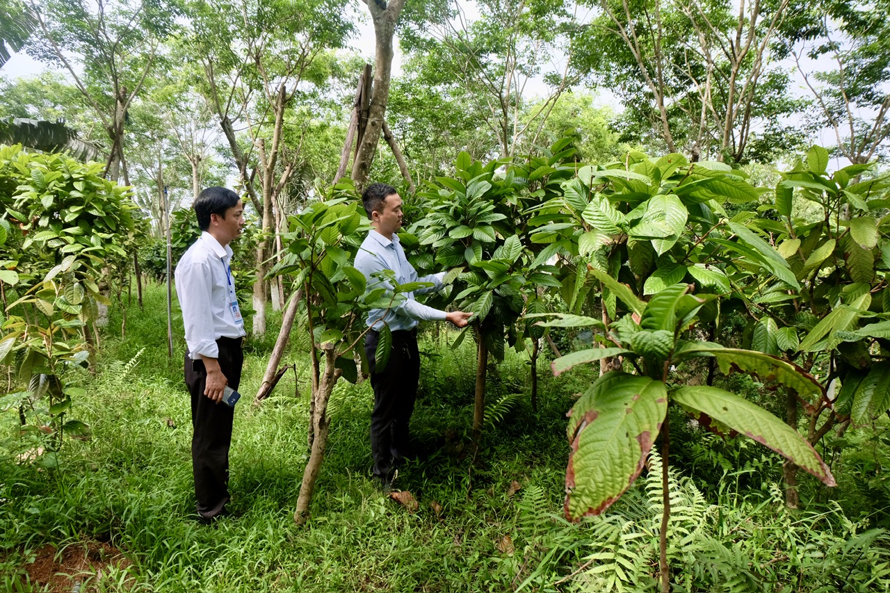 Phú Thọ: Làm giàu từ 'nữ hoàng trà' nơi chân núi Tam Đảo