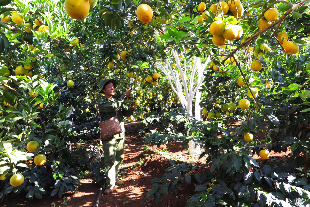 Kết nối chuỗi giá trị và phát triển kỹ năng tạo sinh kế bền vững cho nông dân