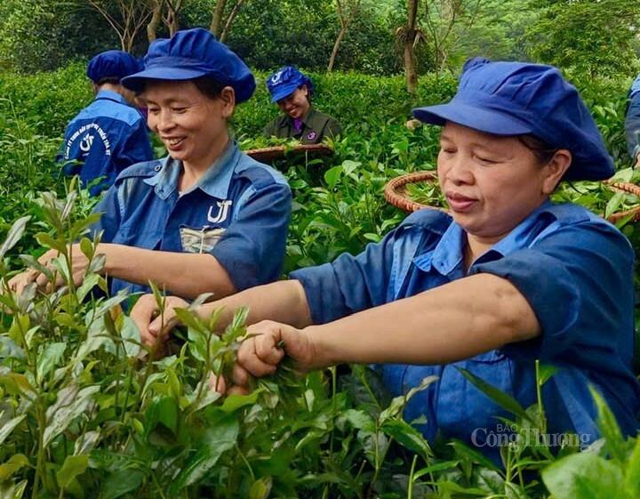 Công ty TNHH Đầu tư và phát triển Trà UT cùng bà con xây dựng chuỗi liên kết sản xuất thành công.