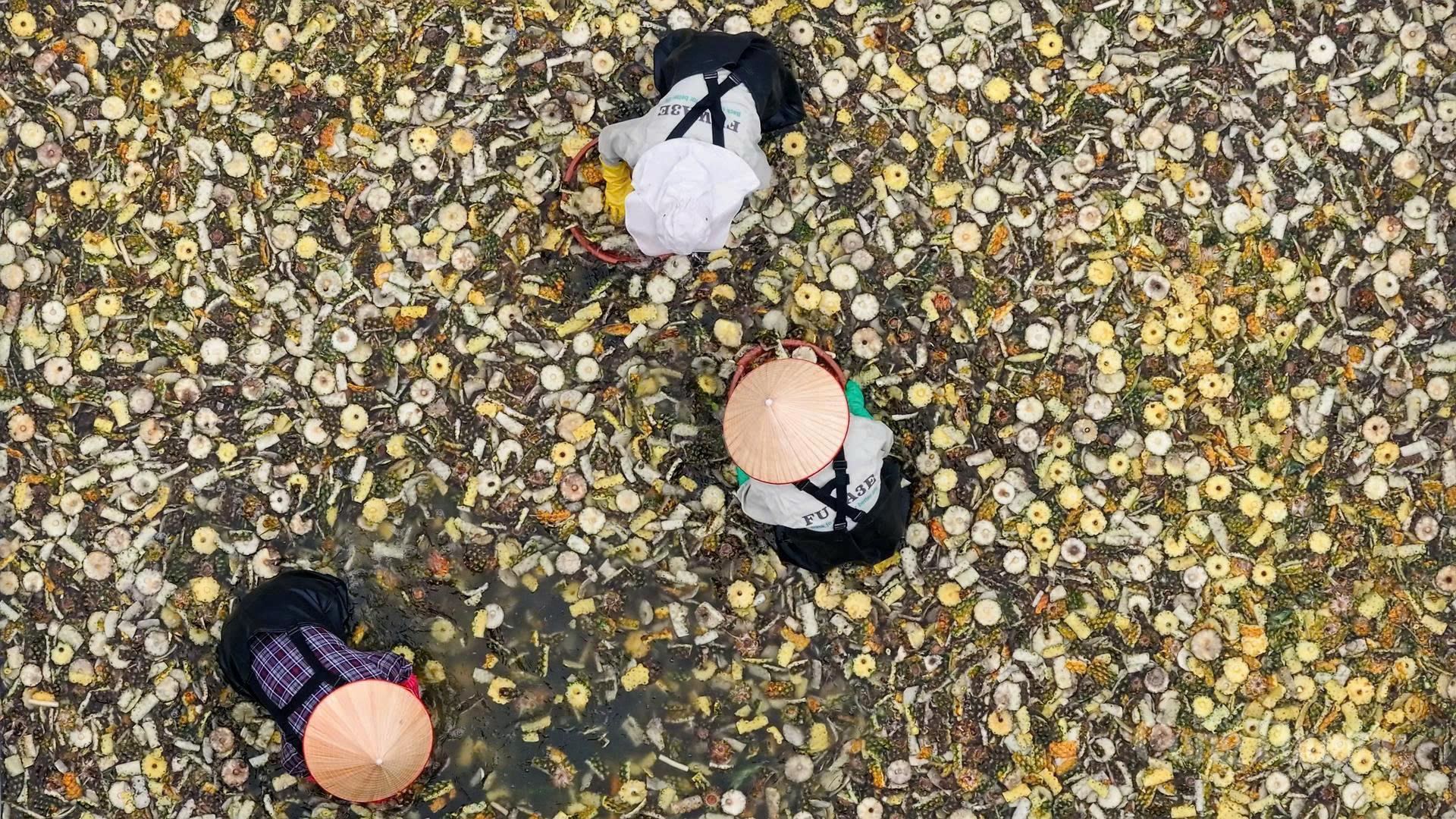 ''Người hùng'' Lê Duy Hoàng biến vỏ dứa thành sản phẩm OCOP 4 sao