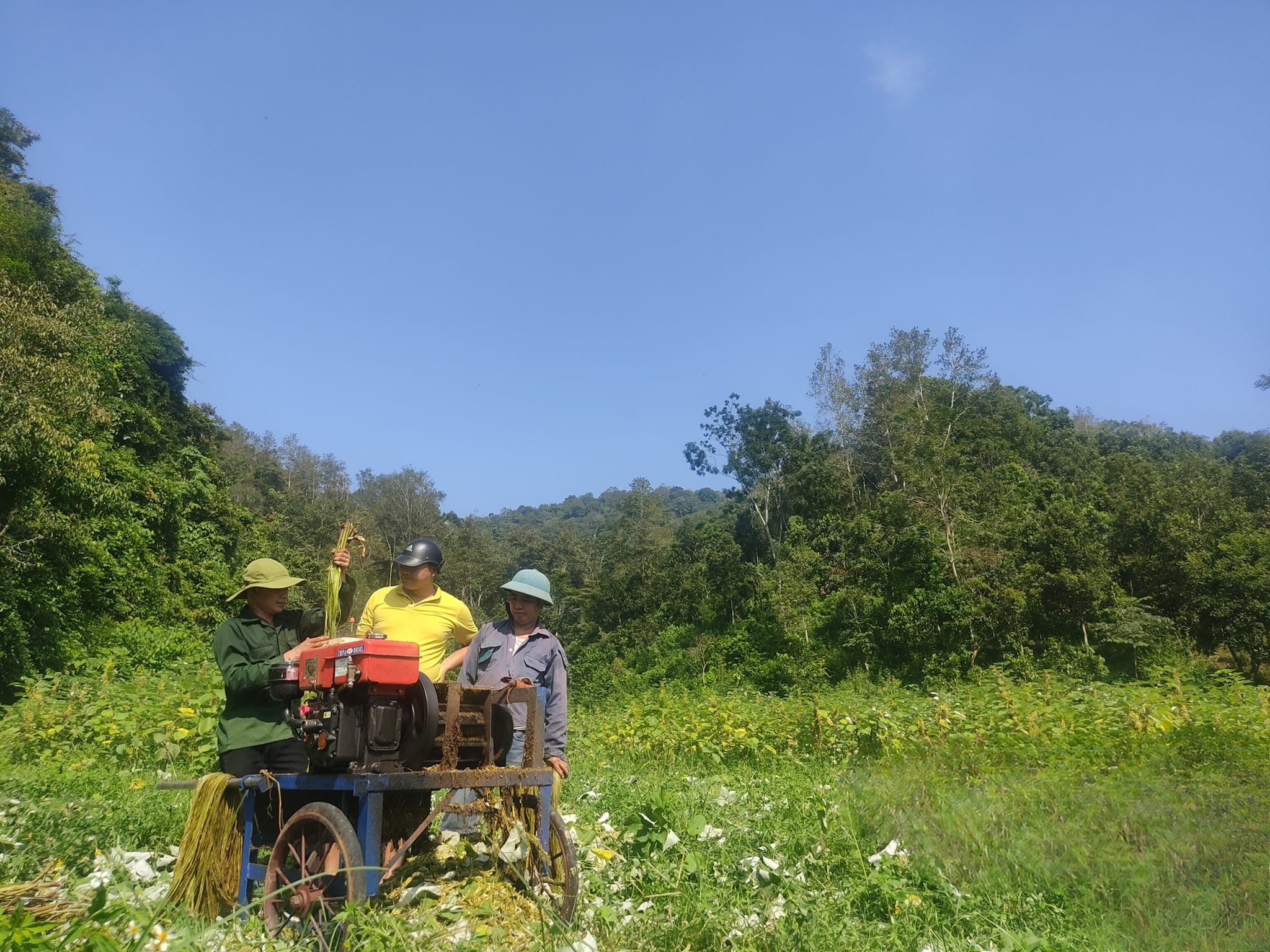 Gai xanh - hướng đi mới giúp nông dân nơi rẻo cao thoát nghèo