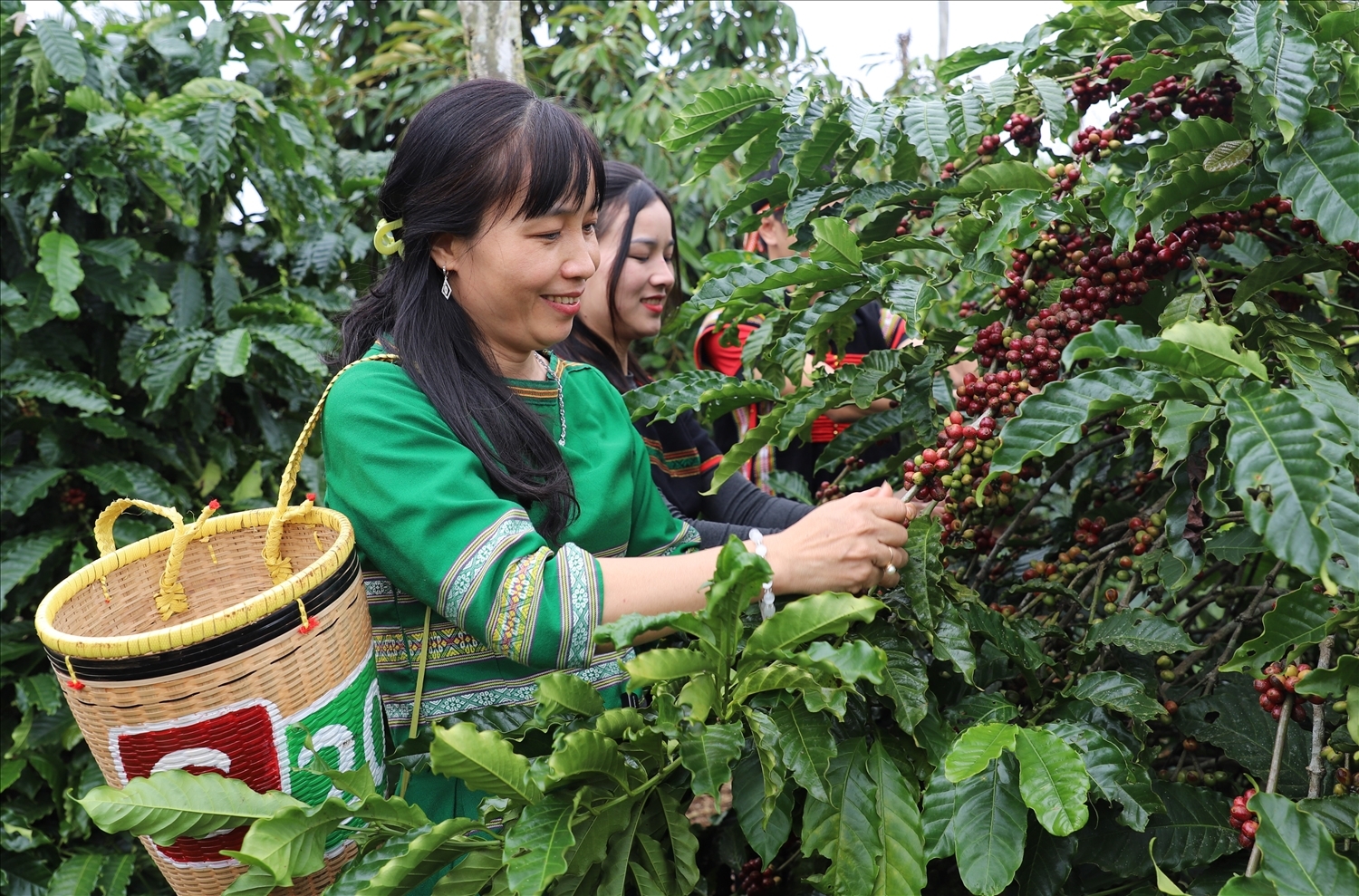 Đắk Lắk liên kết chuỗi, đẩy mạnh xây dựng thương hiệu nông sản vùng dân tộc thiểu số